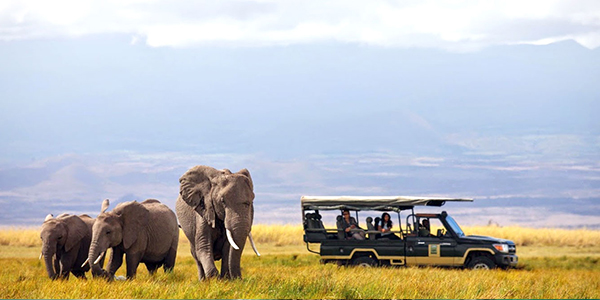 Safari Vacation